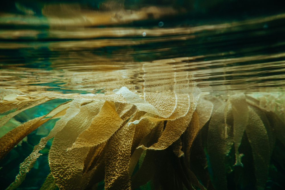 Ocean Minerals for Beautiful Skin, Hair, Nails, and Much More